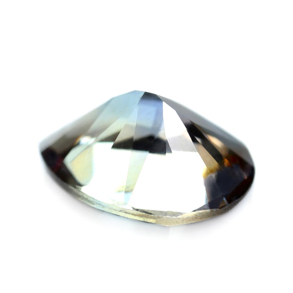 標本 Kenia Stephanocrates dohertyi 48mm Kenia Stephanocrates